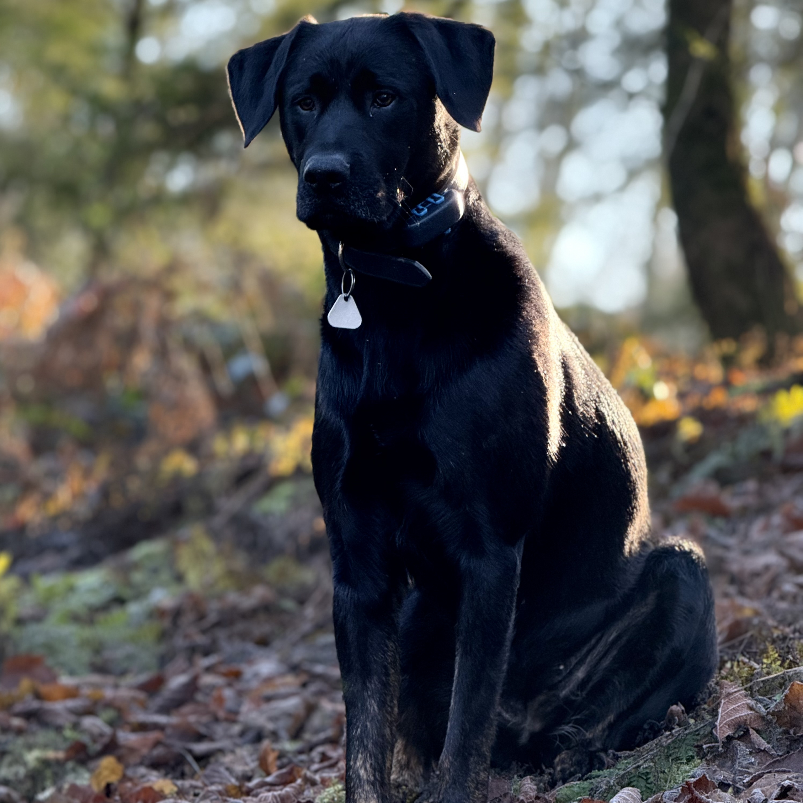 Felia – unsere Beschützerin bei LeFa FINANZ Felia, Bürohund von LeFa FINANZ